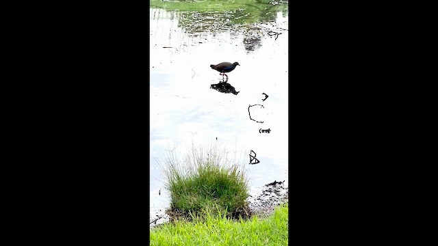 Black-tailed Nativehen - ML632318807