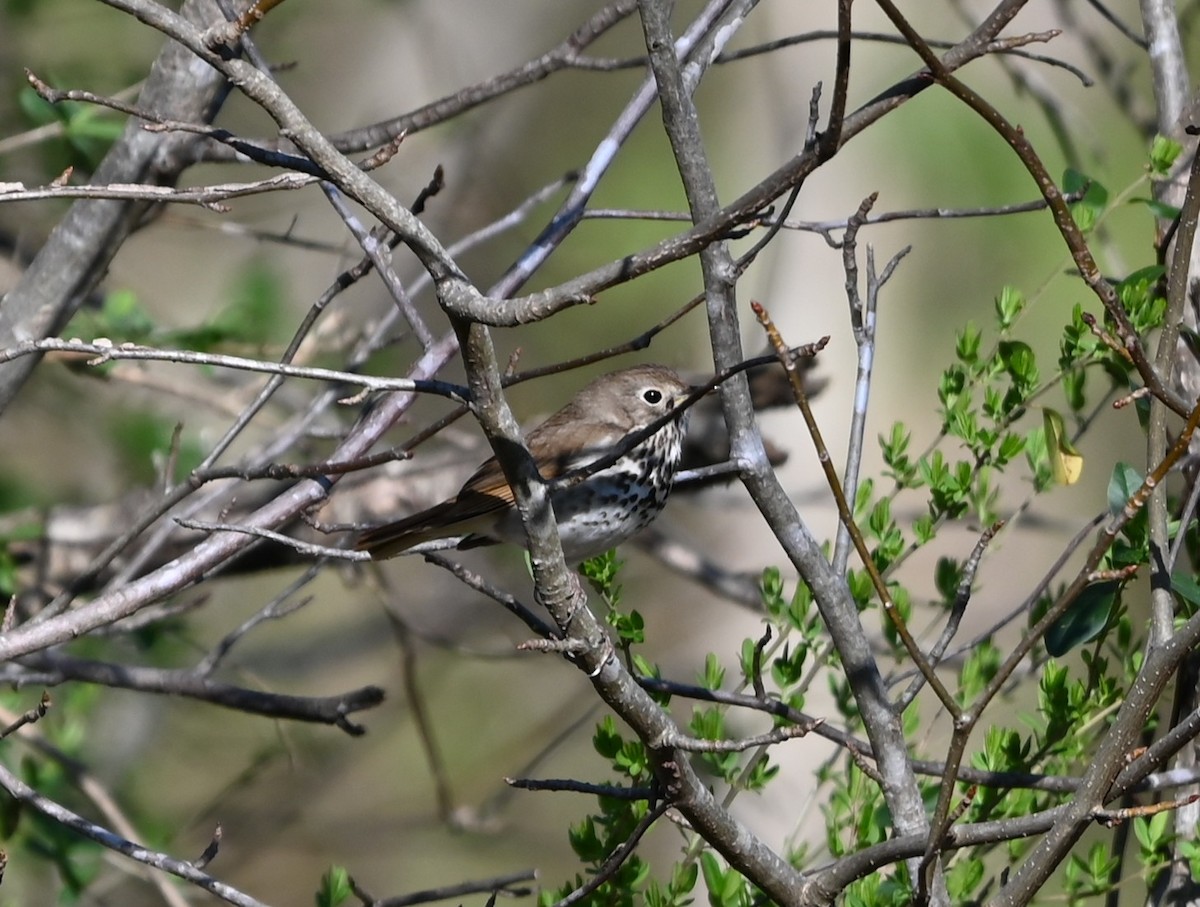 Hermit Thrush - ML632318818