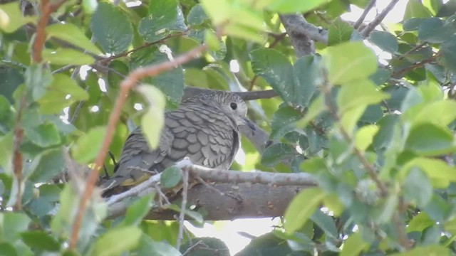 Inca Dove - ML632318821