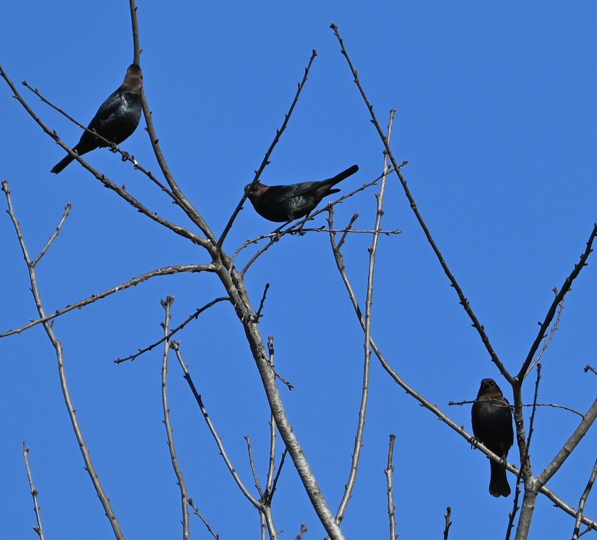 Brown-headed Cowbird - ML632318857