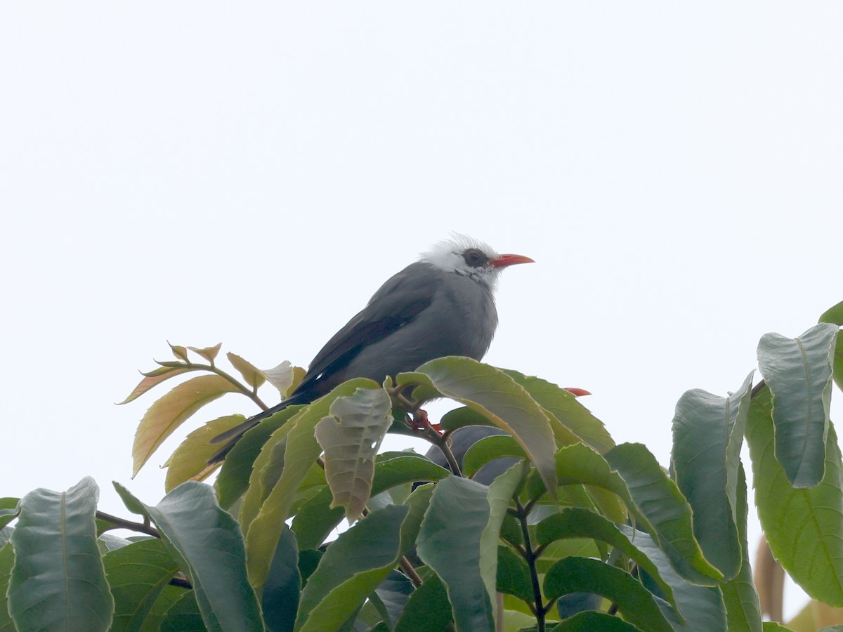 White-headed Bulbul - ML632318949