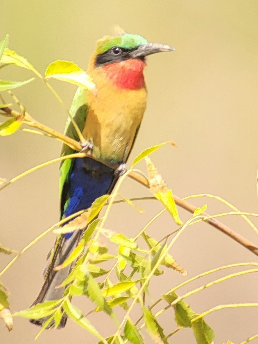 Red-throated Bee-eater - ML632319014