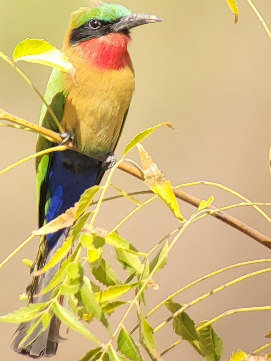 Red-throated Bee-eater - ML632319015
