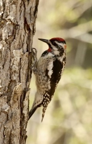 datel rudošíjný - ML632319037