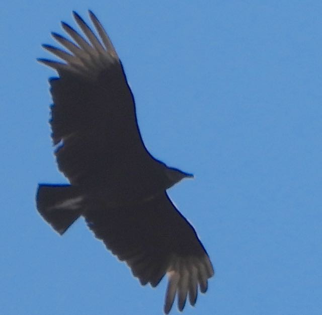 Black Vulture - ML632319048
