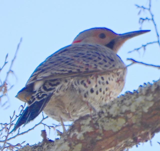 Northern Flicker - ML632319087