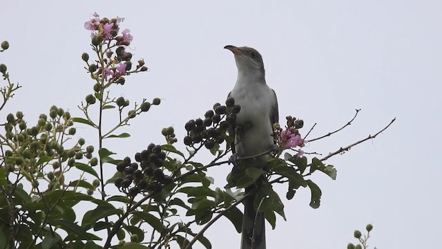 Yellow-billed Cuckoo - ML632319203
