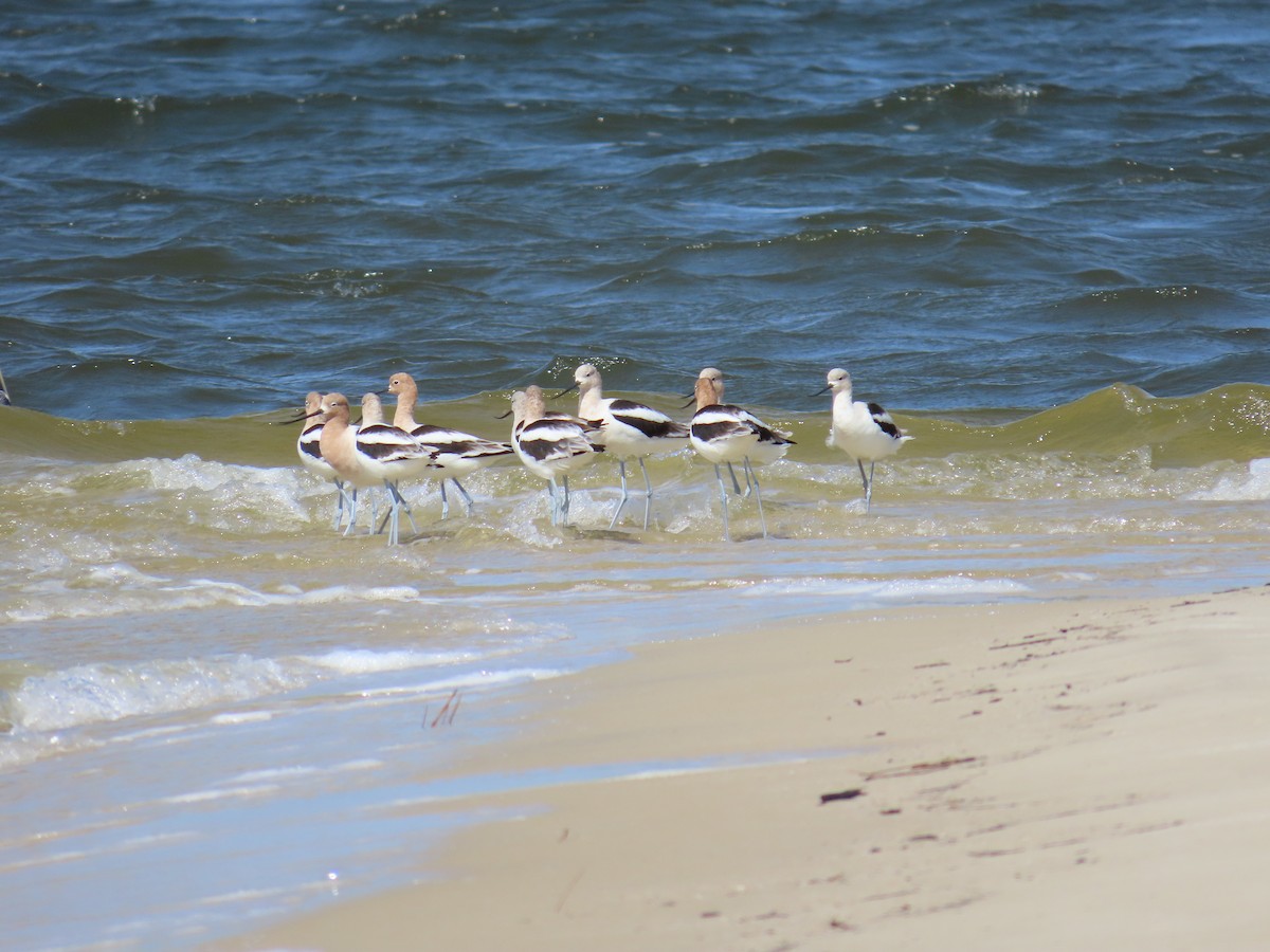 American Avocet - ML632319222