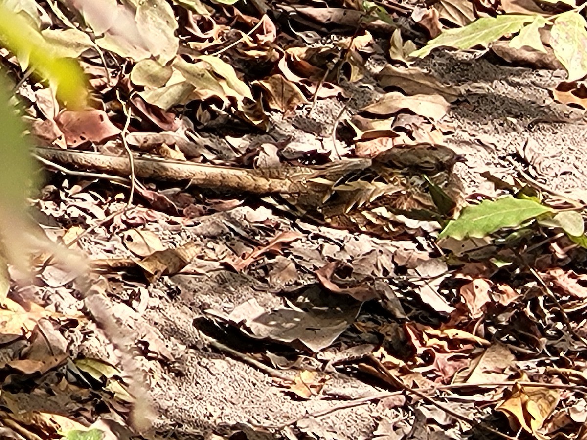 Long-tailed Nightjar - ML632319316