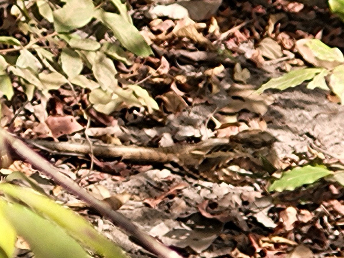 Long-tailed Nightjar - ML632319317