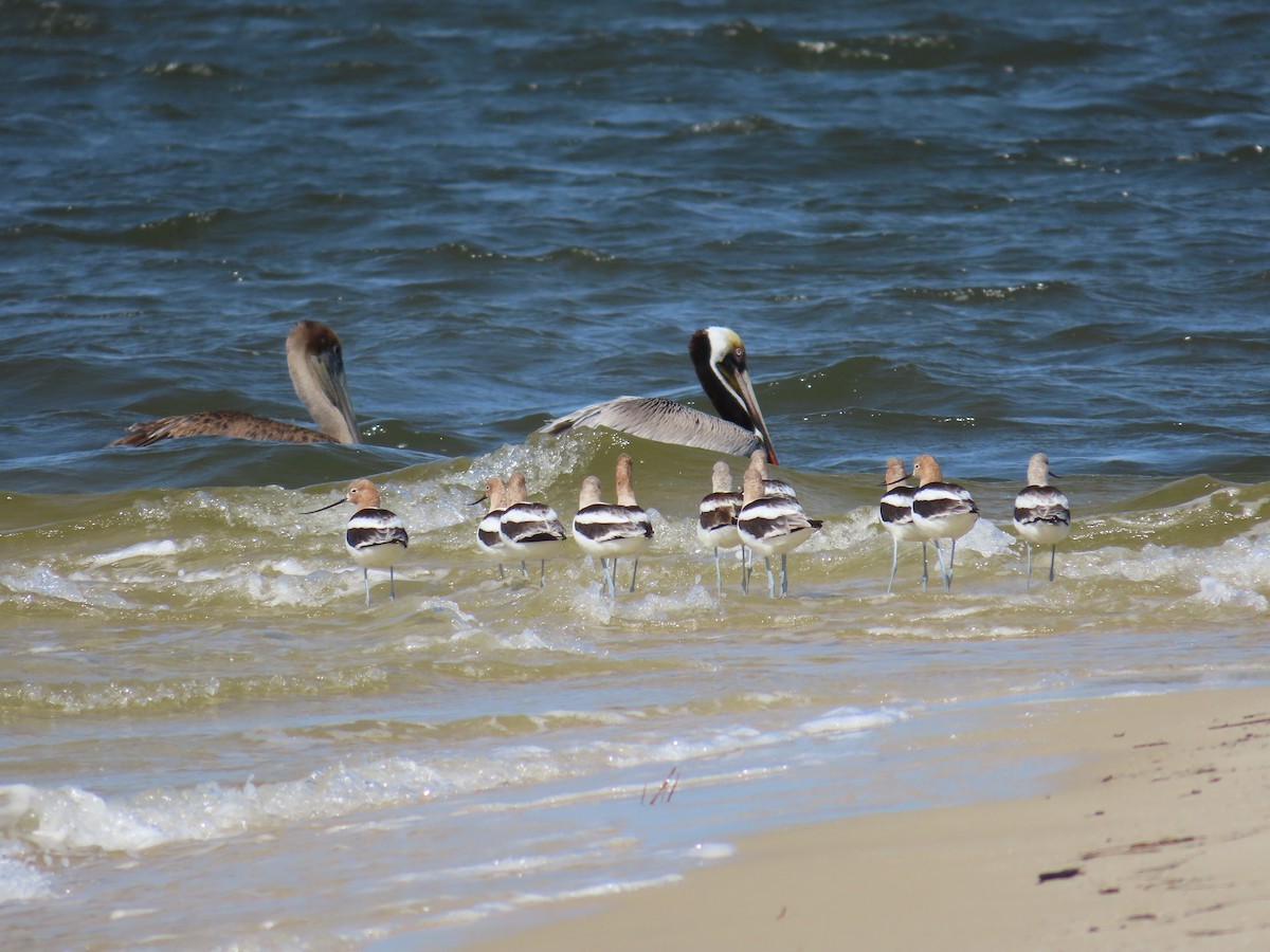 Brown Pelican - ML632319319