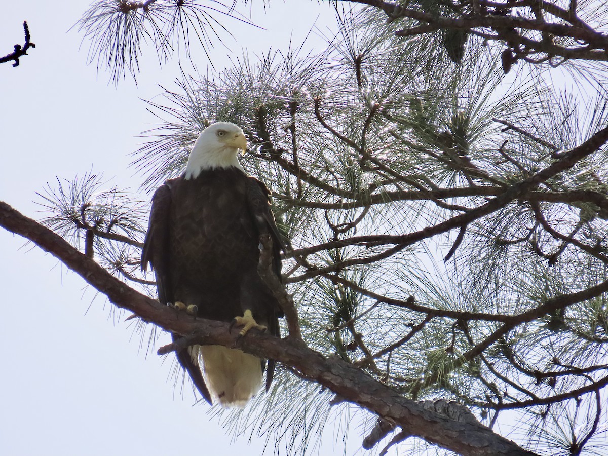 Bald Eagle - ML632319552