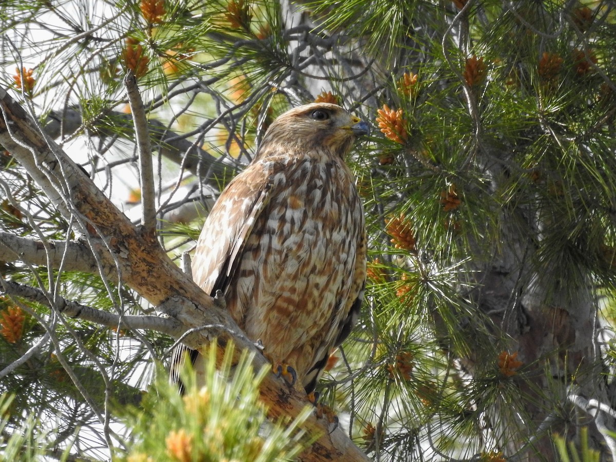 Red-shouldered Hawk (elegans) - ML632319631