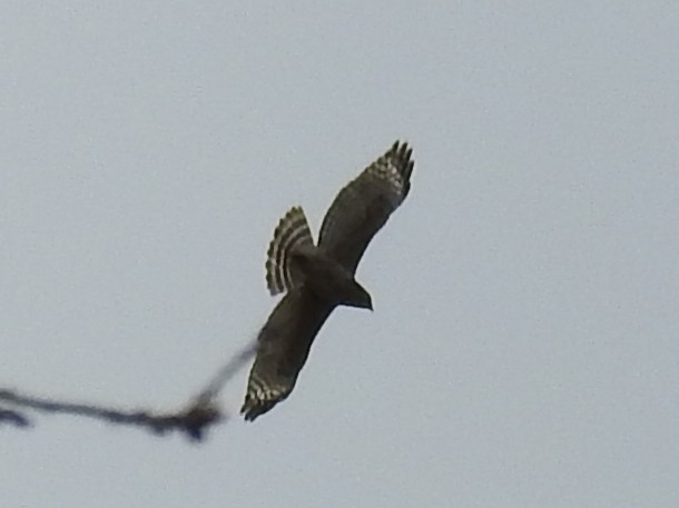 Red-shouldered Hawk (elegans) - ML632319643