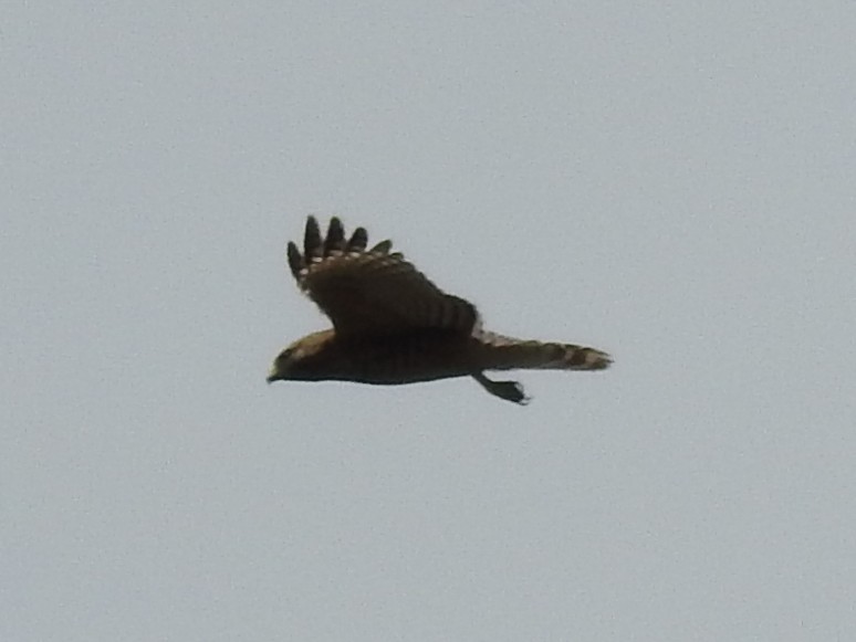 Red-shouldered Hawk (elegans) - ML632319644