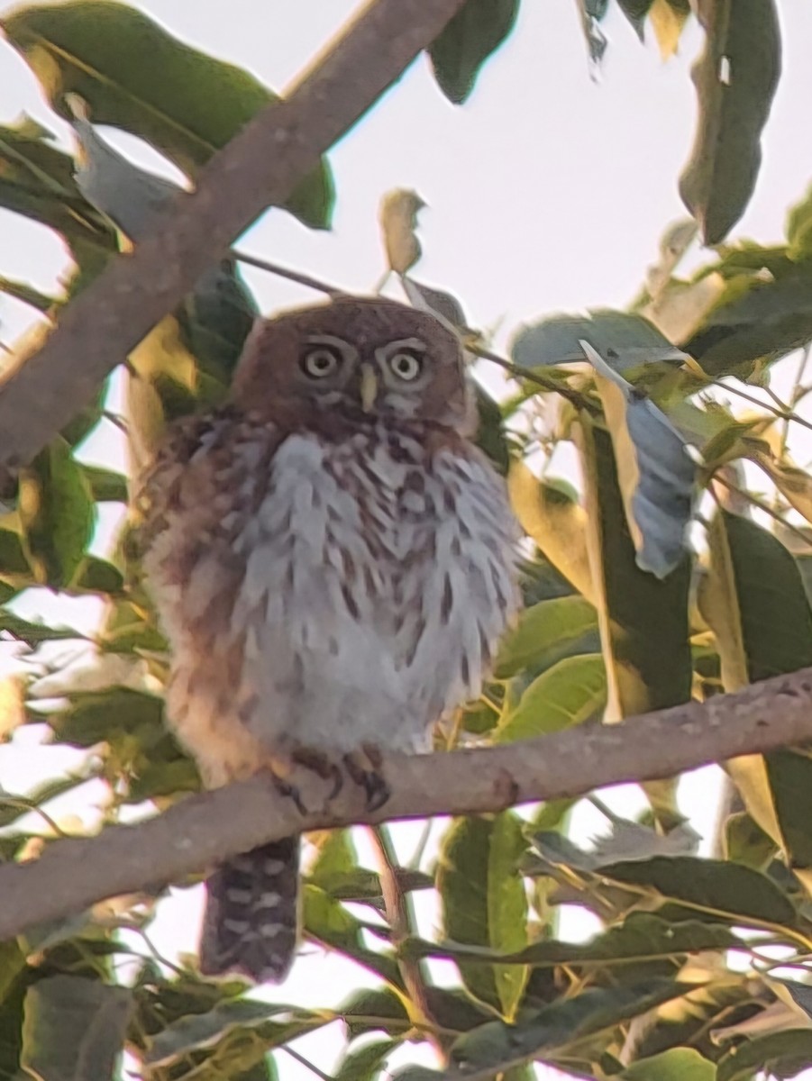 Pearl-spotted Owlet - ML632319657