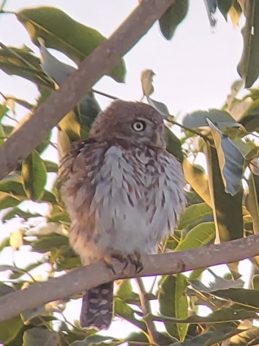Pearl-spotted Owlet - ML632319658