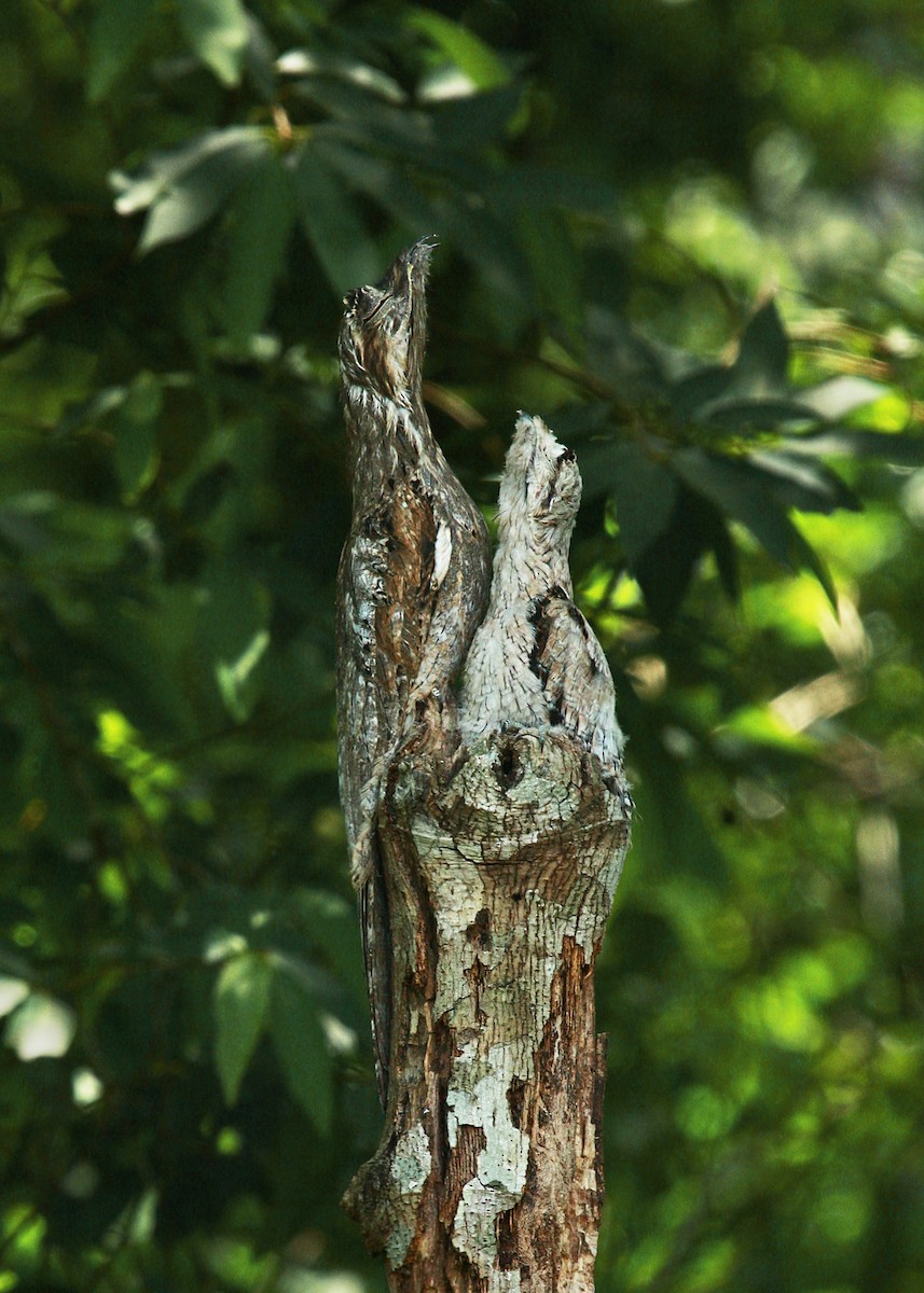 Common Potoo - ML632319758