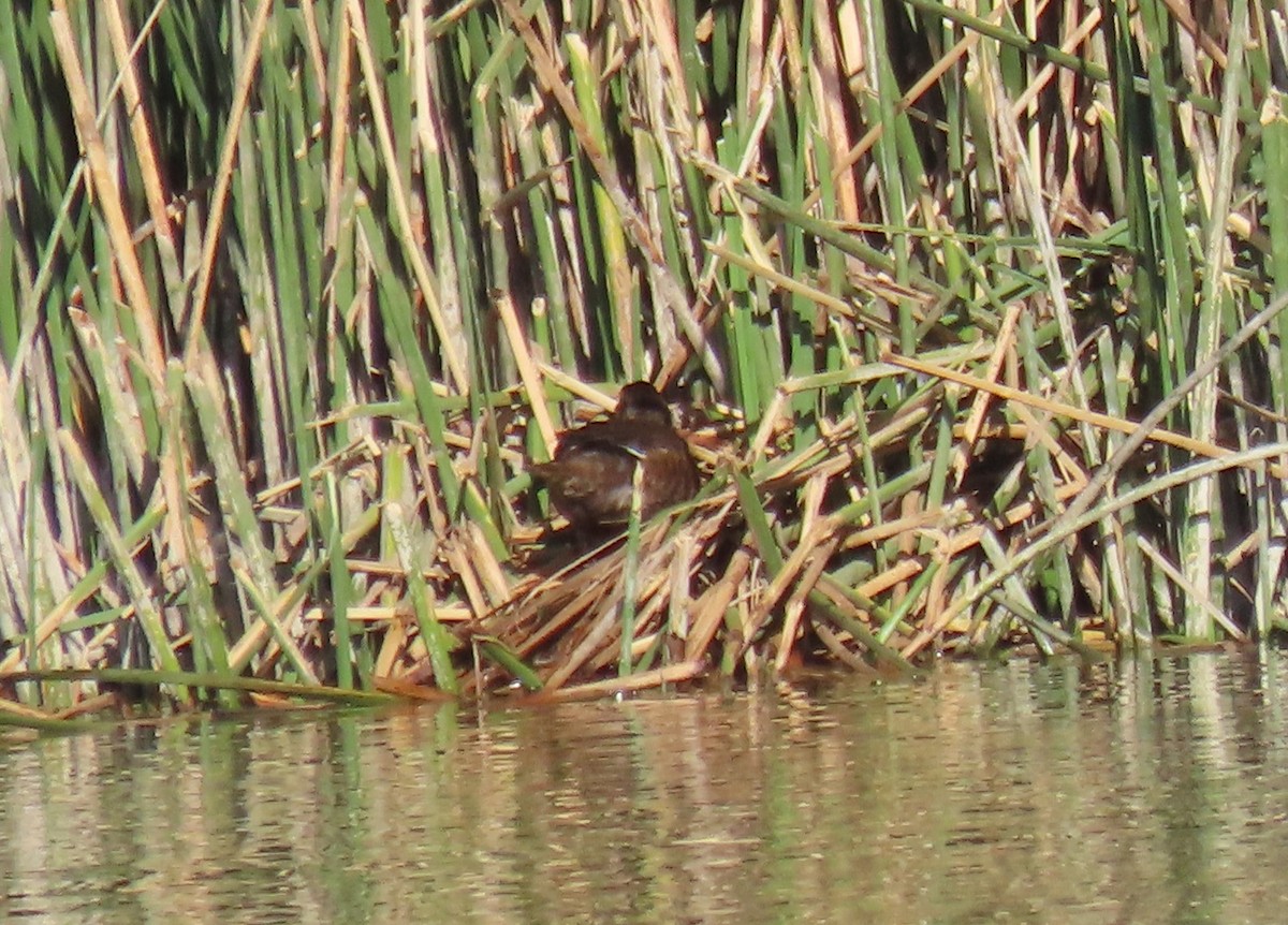 Black-headed Duck - ML632319771