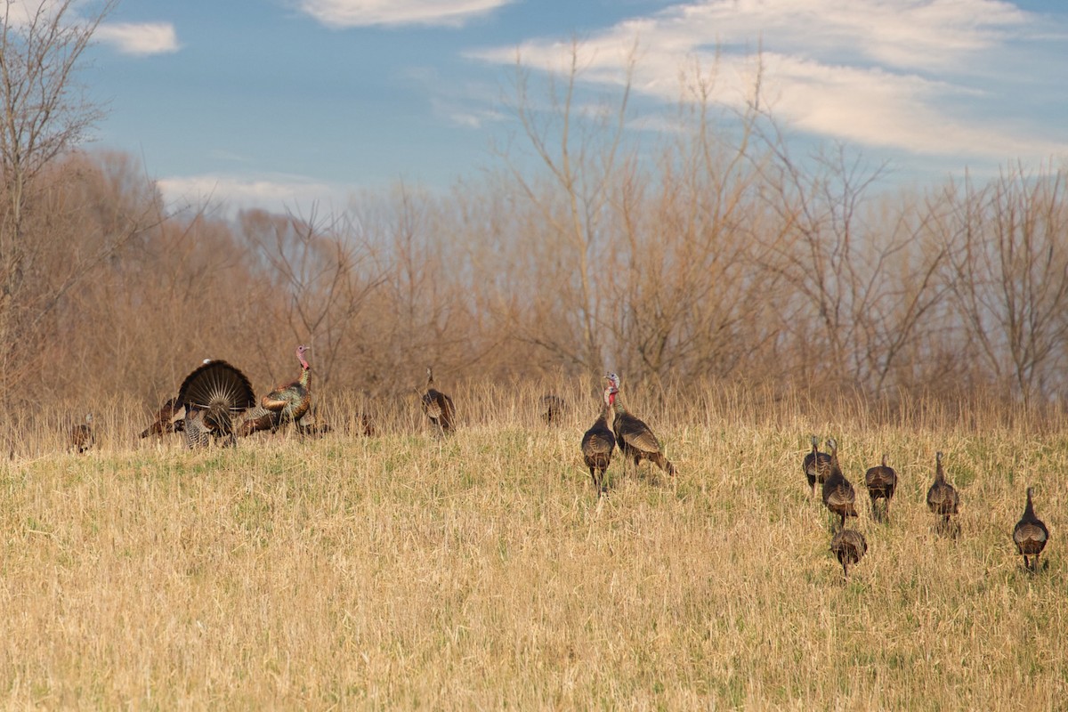 Wild Turkey - ML632319779