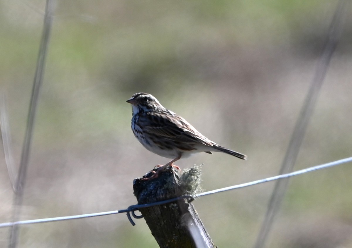 Savannah Sparrow - ML632319818