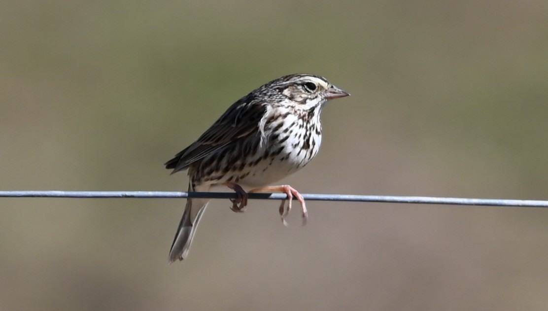 Savannah Sparrow - ML632319831