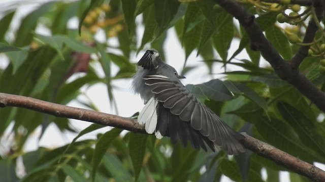 Blue-gray Gnatcatcher - ML632319867