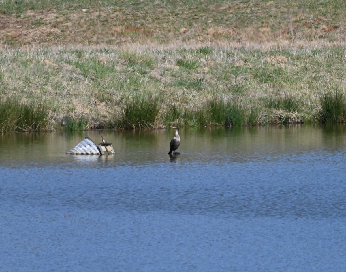 Double-crested Cormorant - ML632319889