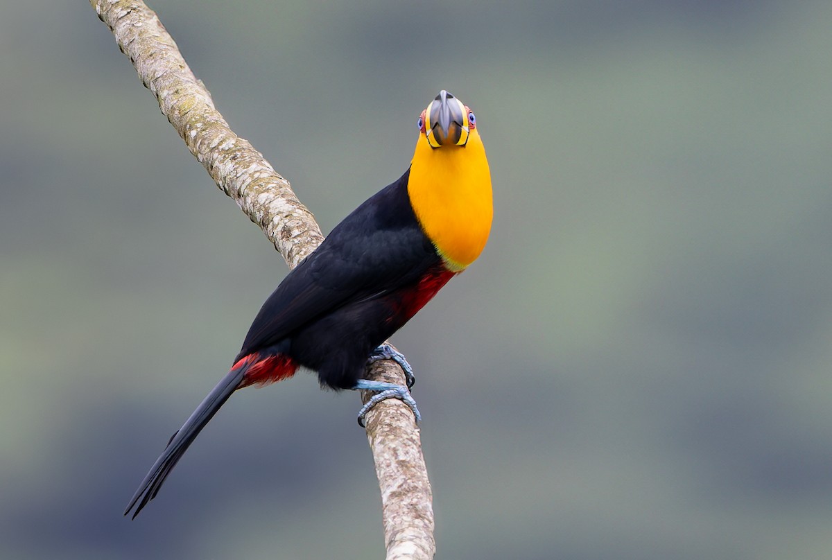 Channel-billed Toucan (Ariel) - ML632319895