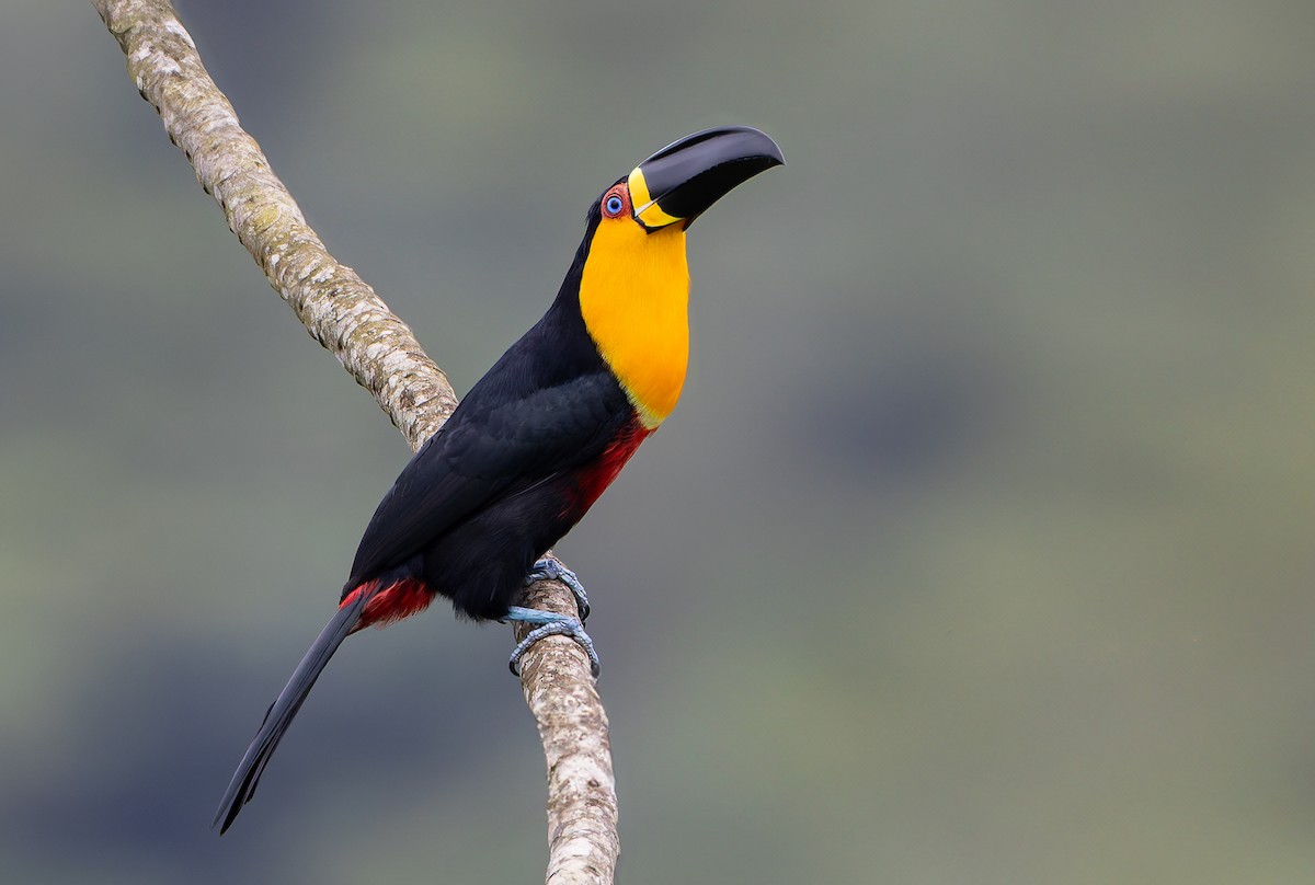 Channel-billed Toucan (Ariel) - ML632319896