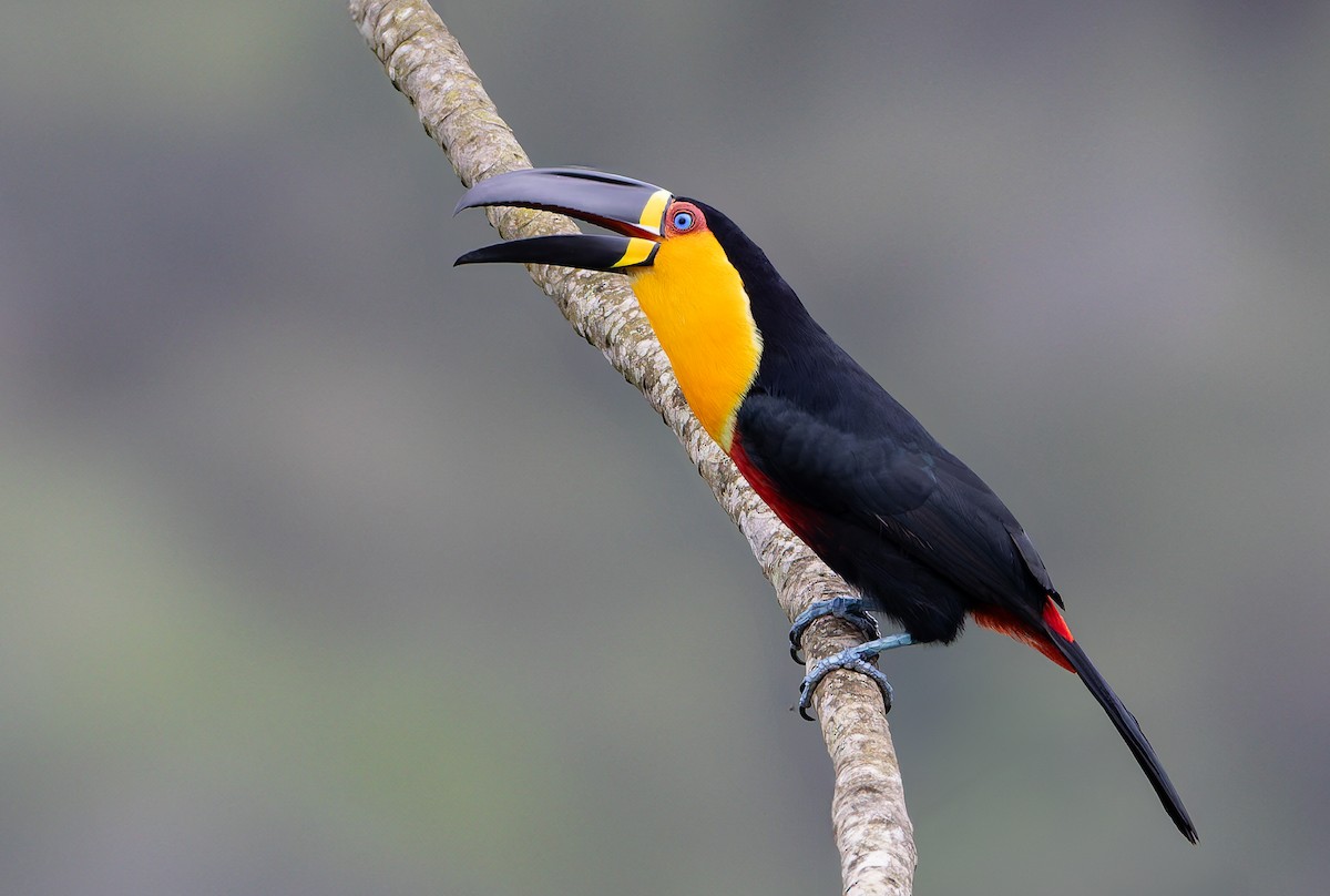 Channel-billed Toucan (Ariel) - ML632319897