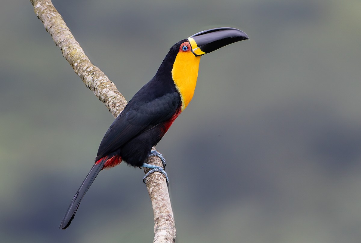 Channel-billed Toucan (Ariel) - ML632319898