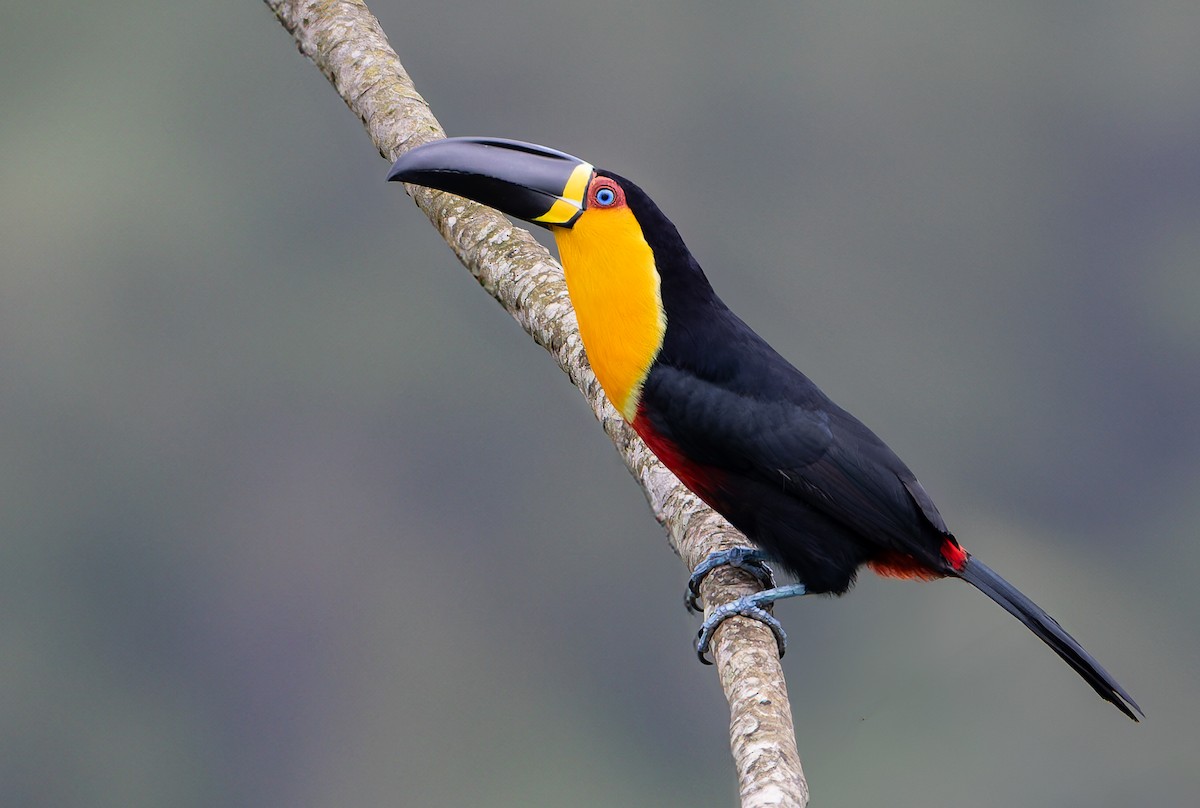 Channel-billed Toucan (Ariel) - ML632319899
