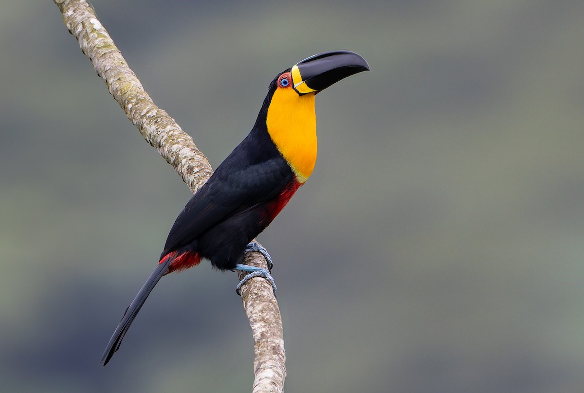 Channel-billed Toucan (Ariel) - ML632319900