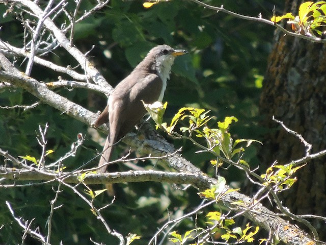 Yellow-billed Cuckoo - ML632319954