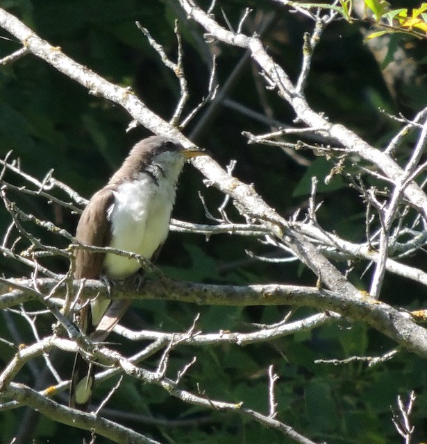 Yellow-billed Cuckoo - ML632319955