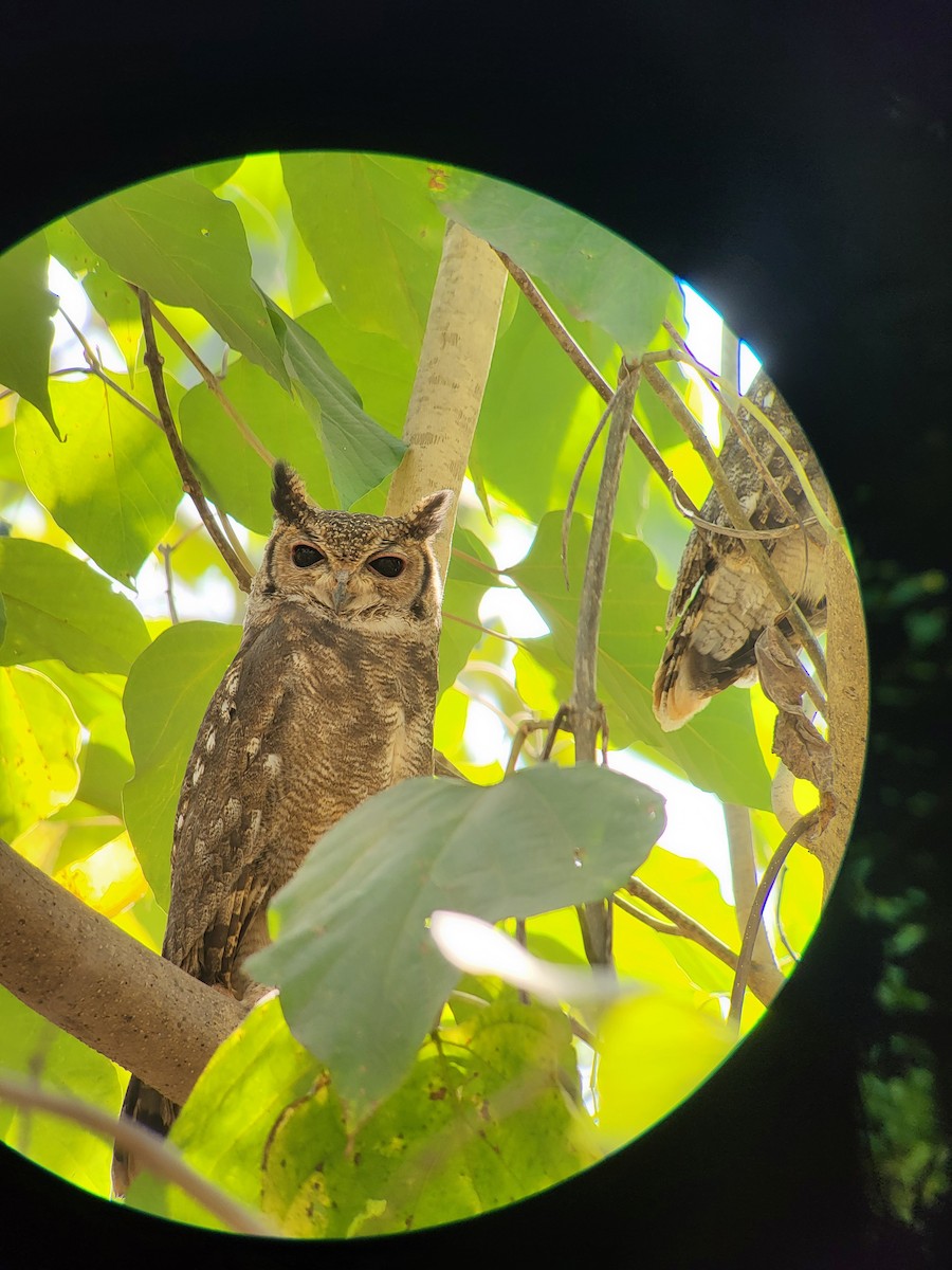 Grayish Eagle-Owl - ML632320110
