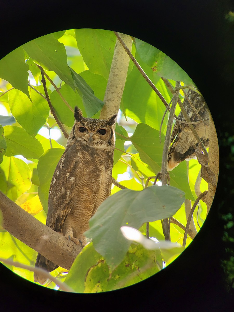 Grayish Eagle-Owl - ML632320111