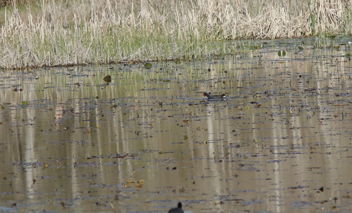 Common Gallinule - ML632320127