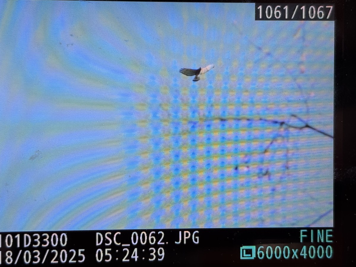 Red-shouldered Hawk - ML632320132