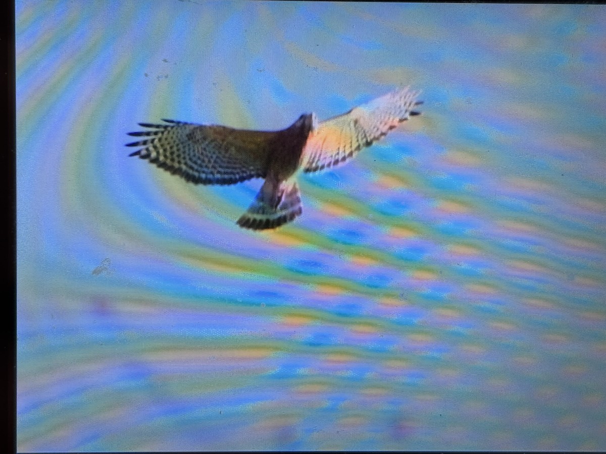 Red-shouldered Hawk - ML632320133