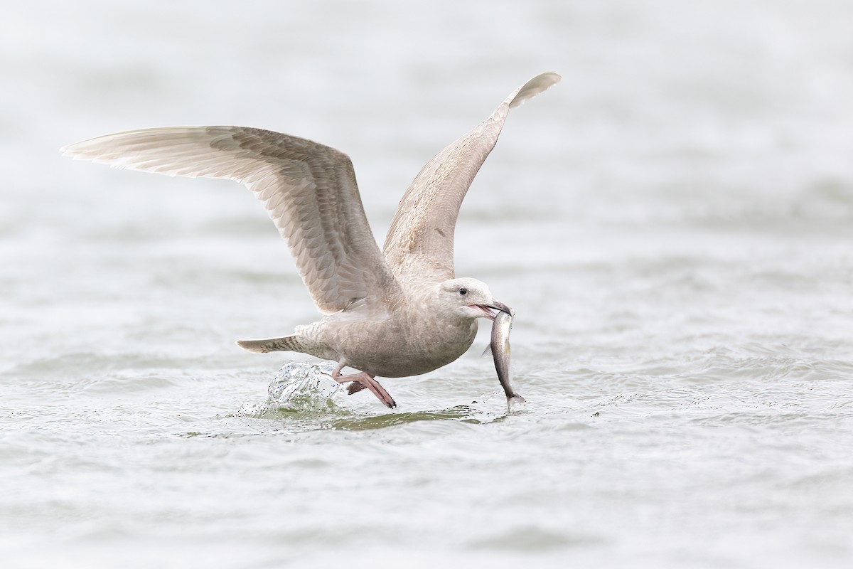 Glaucous-winged Gull - ML632320163