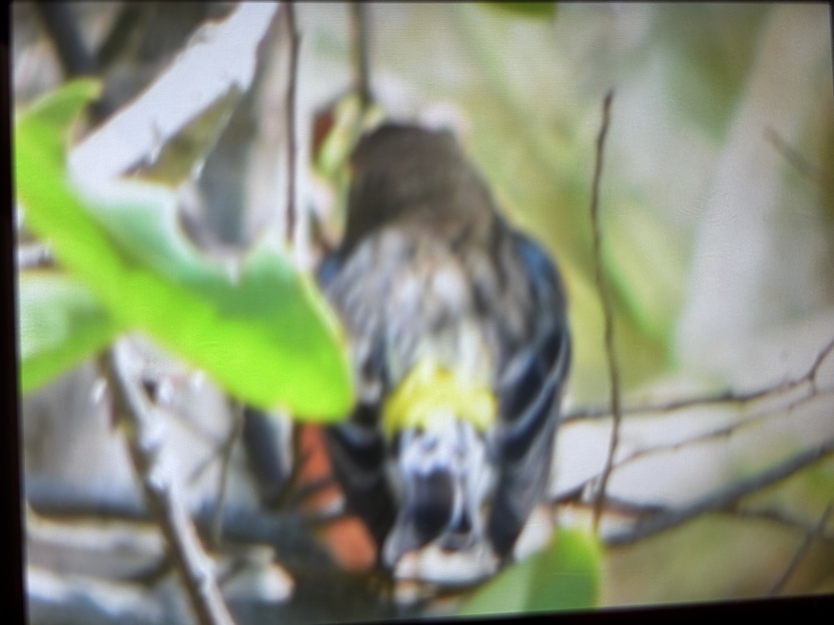 Yellow-rumped Warbler - ML632320180