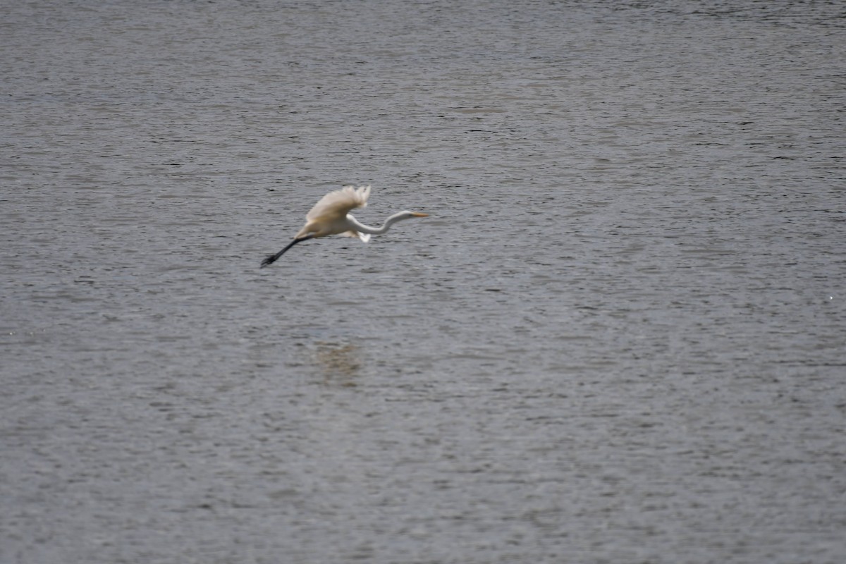 Great Egret - ML632320183