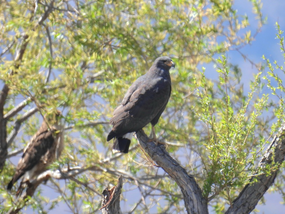 Common Black Hawk - ML632320201