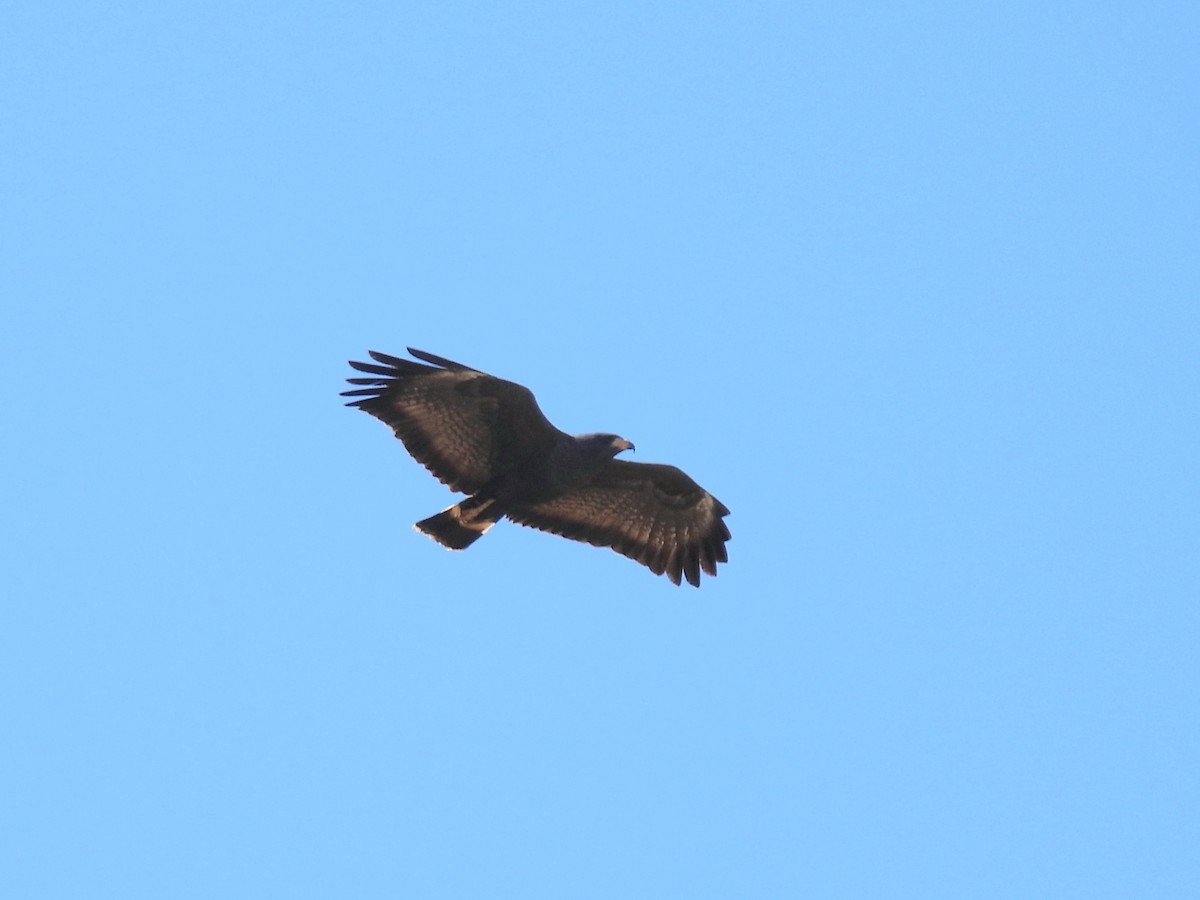 Common Black Hawk - ML632320203