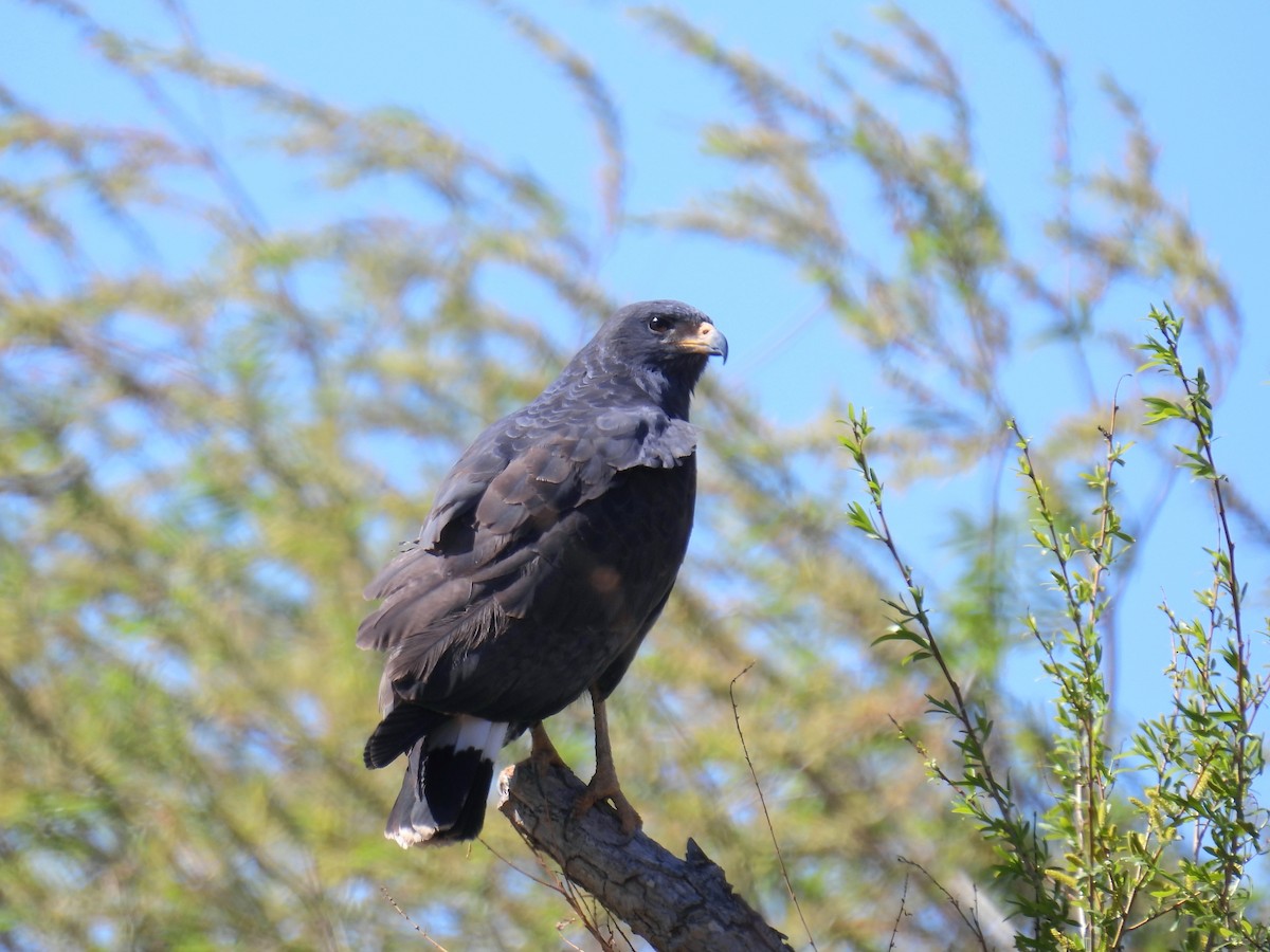 Common Black Hawk - ML632320204