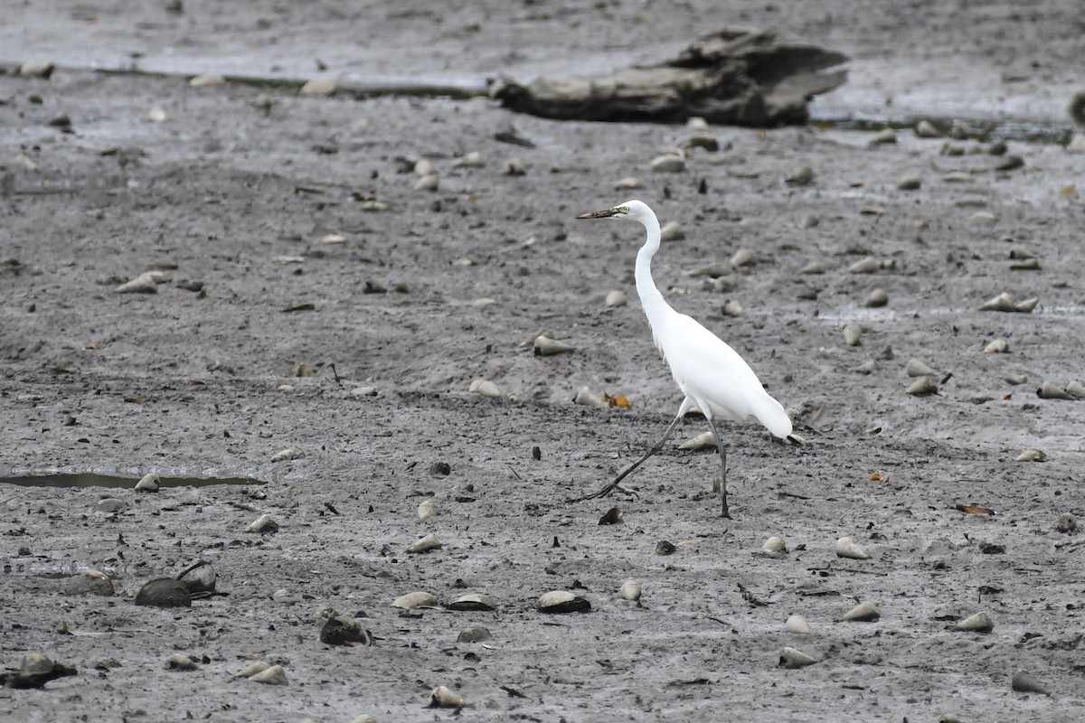 Medium Egret - ML632320206