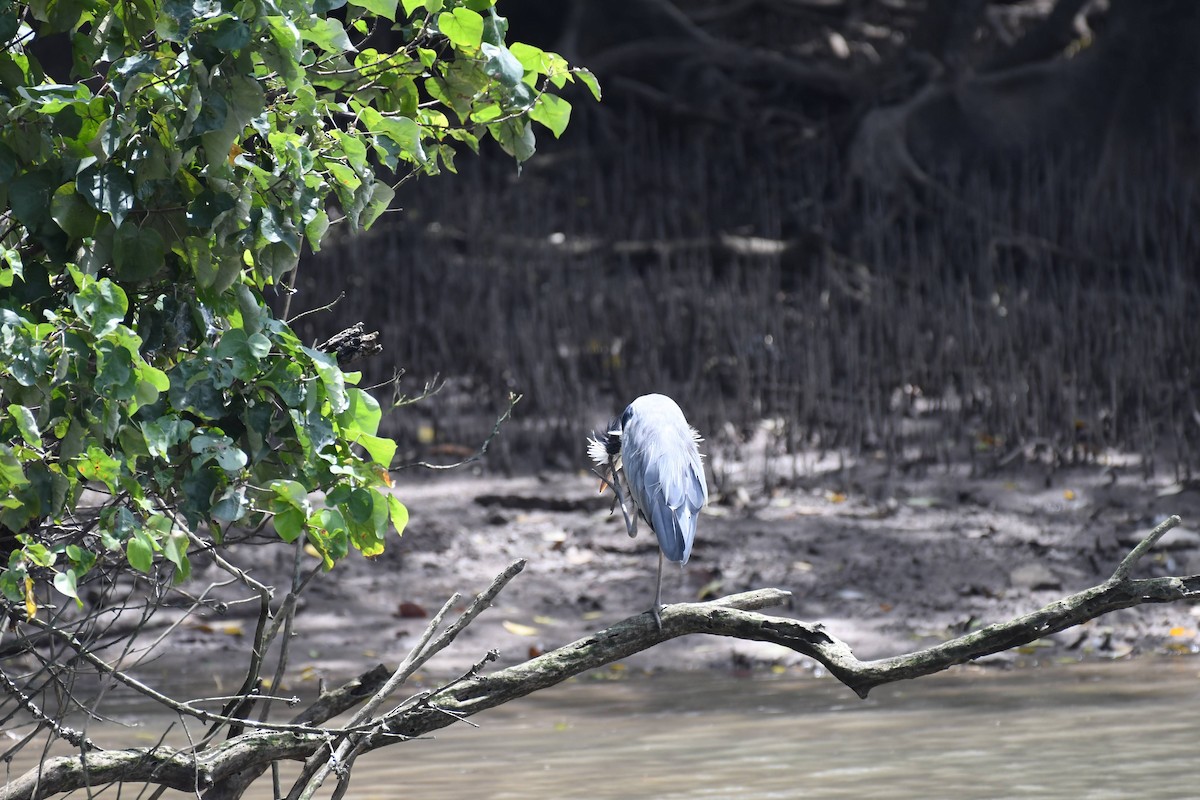 Gray Heron - ML632320211