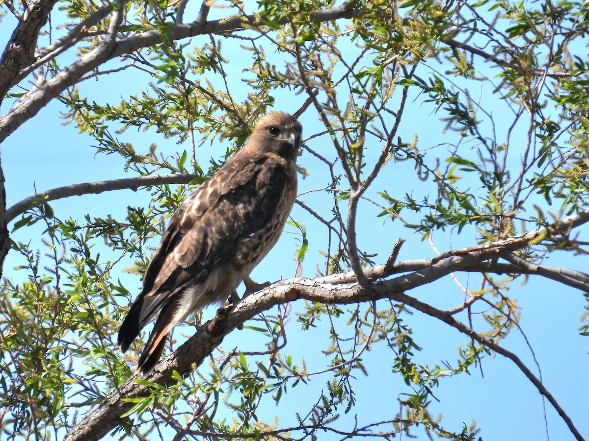 Red-tailed Hawk - ML632320212